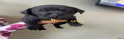 Mixed Breed dogs for sale: Bulldog Labrador mix puppies  - Advert 6