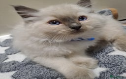 Ragdoll cats for sale: Beautiful blue point Ragdoll  - Image 2