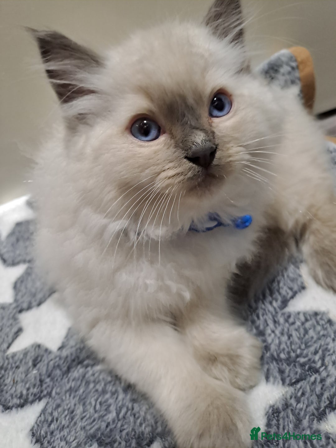 Ragdoll cats for sale: Beautiful blue point Ragdoll  - Image 2
