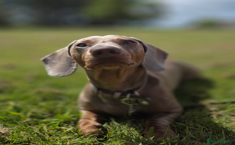 Miniature Dachshund dogs - Advert 2