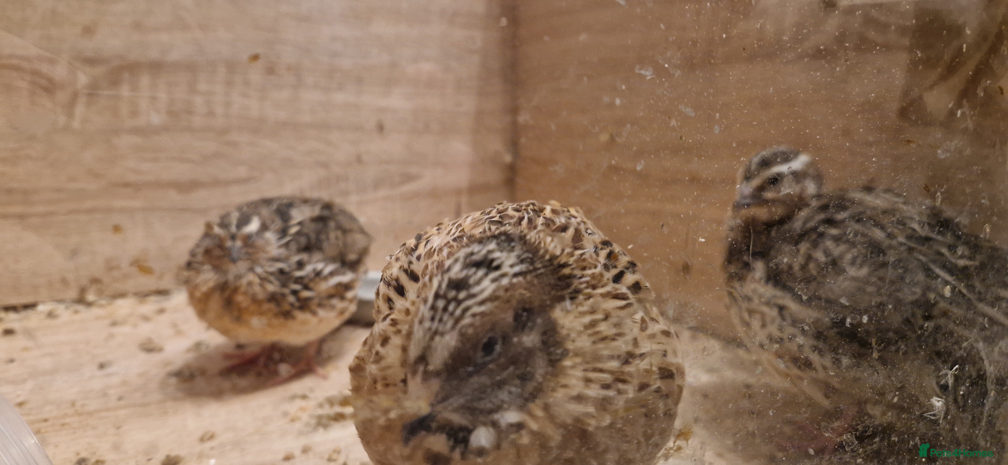 Quail poultry Japanese coturnix quail in Rushden - Advert 1