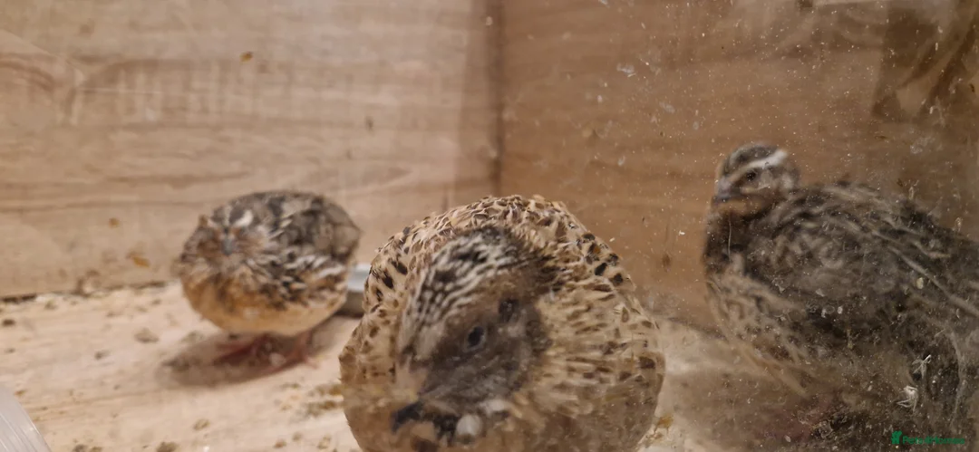 Quail poultry for sale: Japanese coturnix quail in Rushden - Advert 1