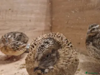 Quail poultry Japanese coturnix quail in Rushden - Advert 1