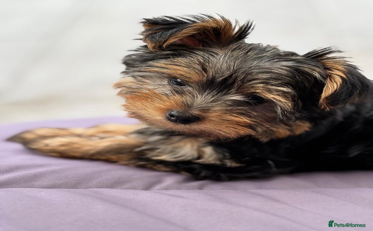 Yorkshire Terrier dogs - Advert 5