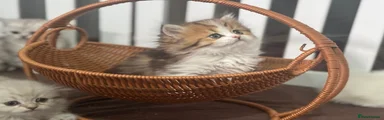 Munchkin Kitten 4