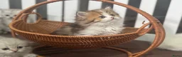 Munchkin cats for sale: Full Pedigree Munchkin Kittens - Advert 3