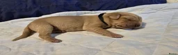Labrador Retriever dogs for sale: Adorable Fox Red Labrador Puppies for sale. - Advert 5