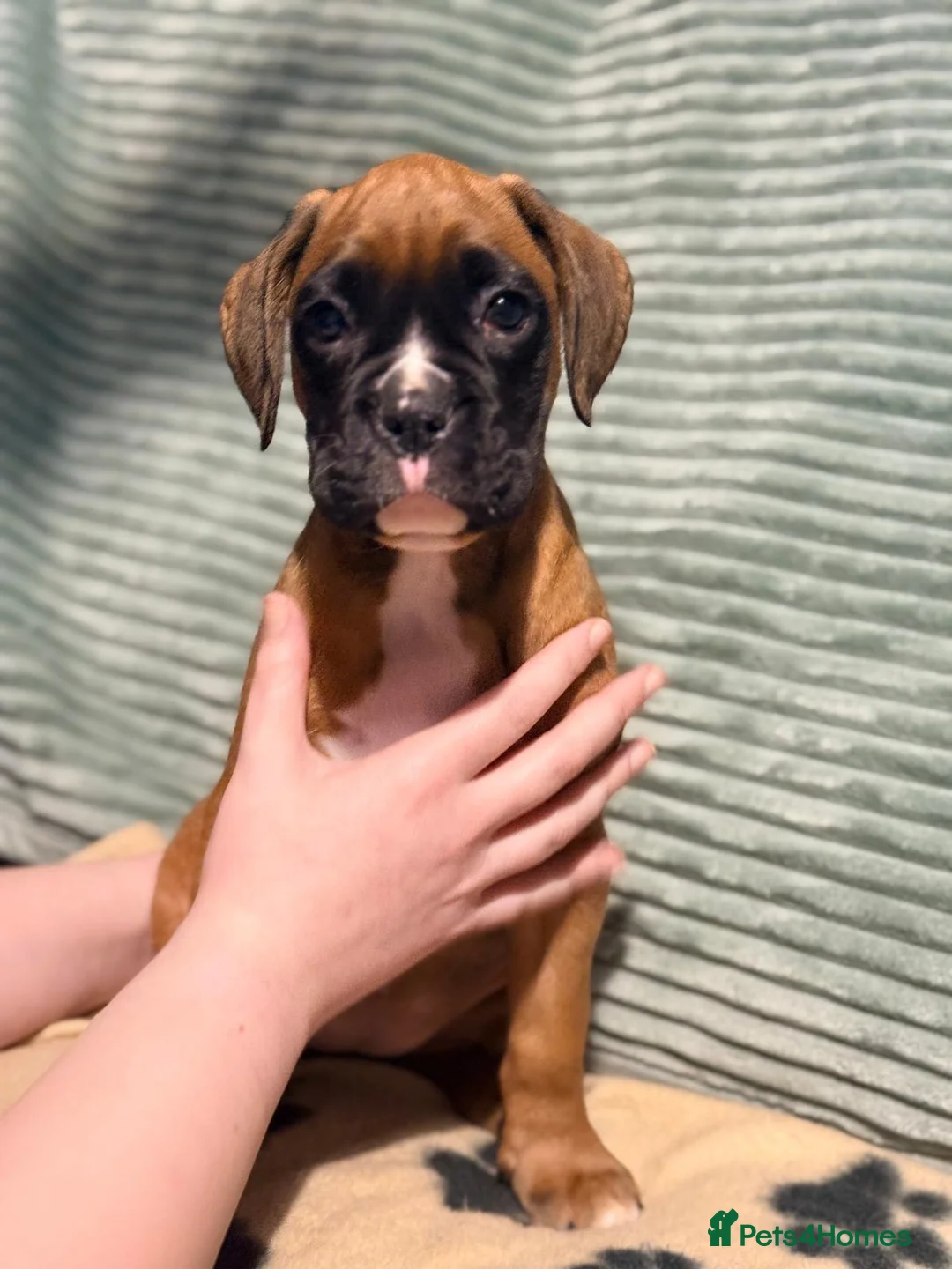 Boxer dogs for sale: 3 Beautiful boxer puppies   - Advert 3