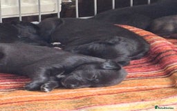 Mixed Breed dogs for sale: Collie cross - Image 2