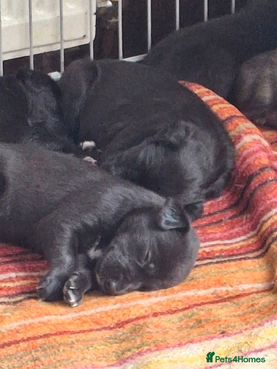 Mixed Breed dogs for sale: Collie cross - Image 2