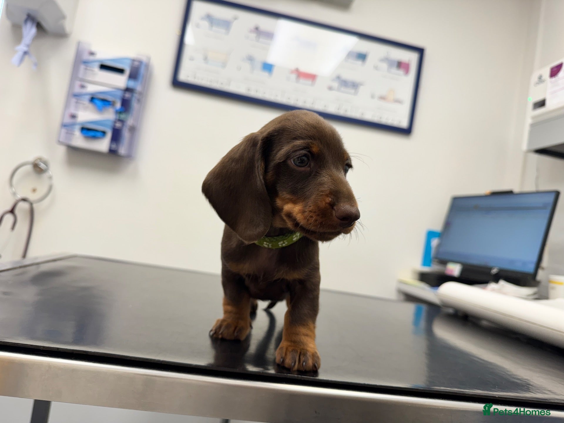 Miniature Dachshund dogs KC pedigree Mini Dachshund puppies - Advert 1