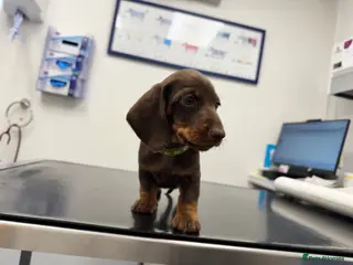Miniature Dachshund dogs KC pedigree Mini Dachshund puppies - Advert 1