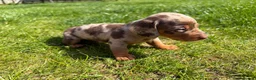 Miniature Dachshund dogs for sale: KC Registered Miniature Dachshund Puppies - Advert 8