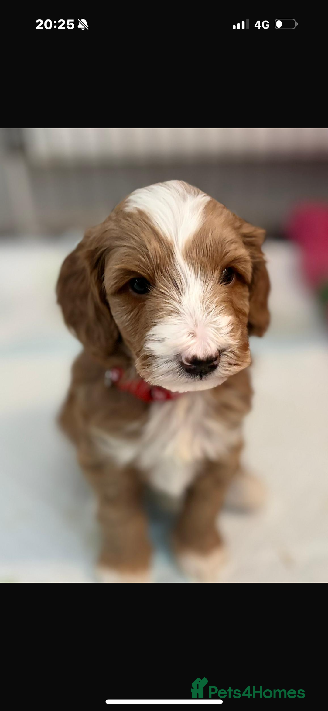 Australian Labradoodle dogs for sale: Gorgeous Mr Green still available - Advert 6