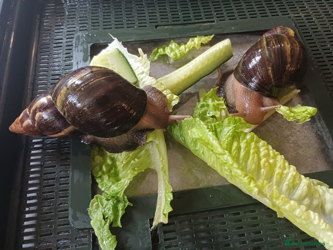 Snails invertebrates for sale: Giant African Land Snails 🐌 🐌  - Image 2