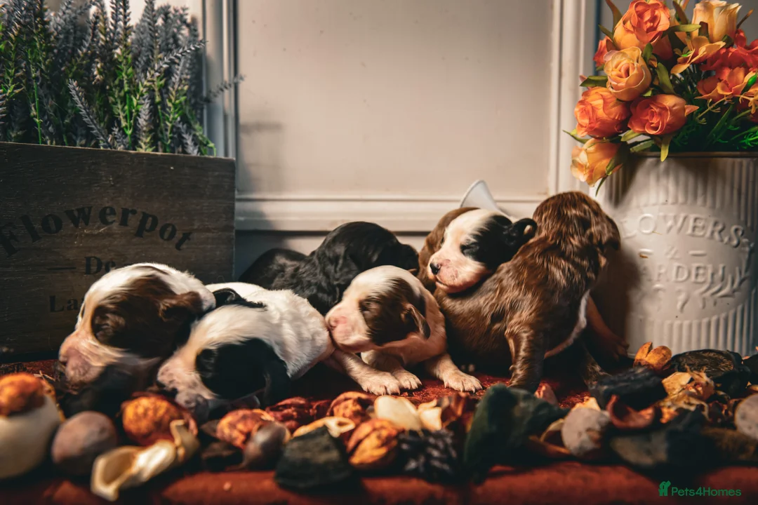 Cocker Spaniel dogs for sale: Beautiful Soft Natured Cocker Spaniels KC Reg - Advert 6