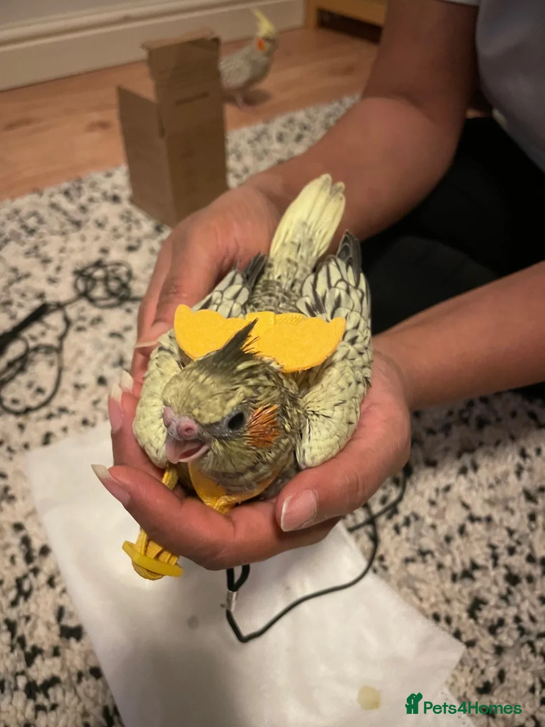 Cockatiels birds for sale: Handtame Cockatiel Daughter for Loving Home - Advert 7