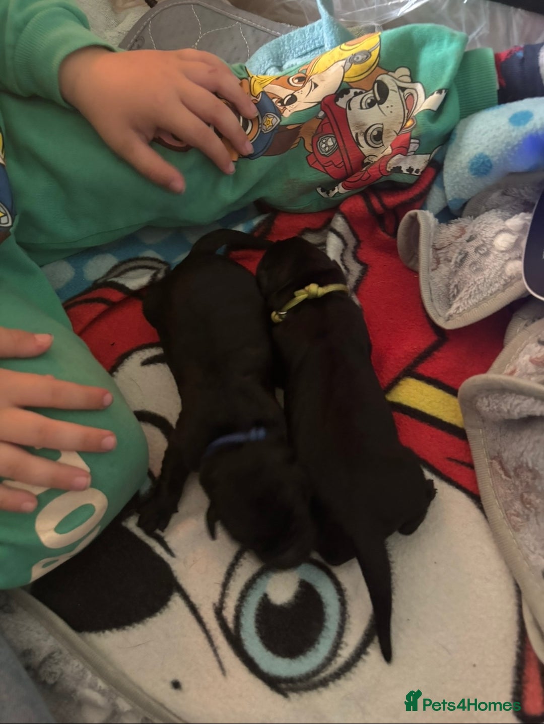 Goldador dogs for sale: Stunning Black Lab/Golden Retriever Puppies - Advert 26