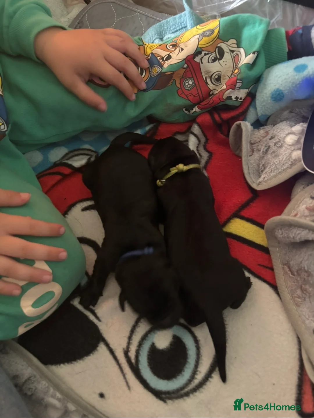 Goldador dogs for sale: Stunning Black Lab/Golden Retriever Puppies - Advert 28