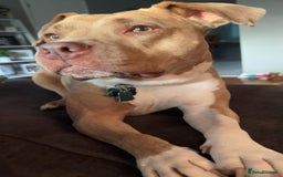Staffordshire Bull Terrier dogs for sale: Staffordshire Puppies - Image 10