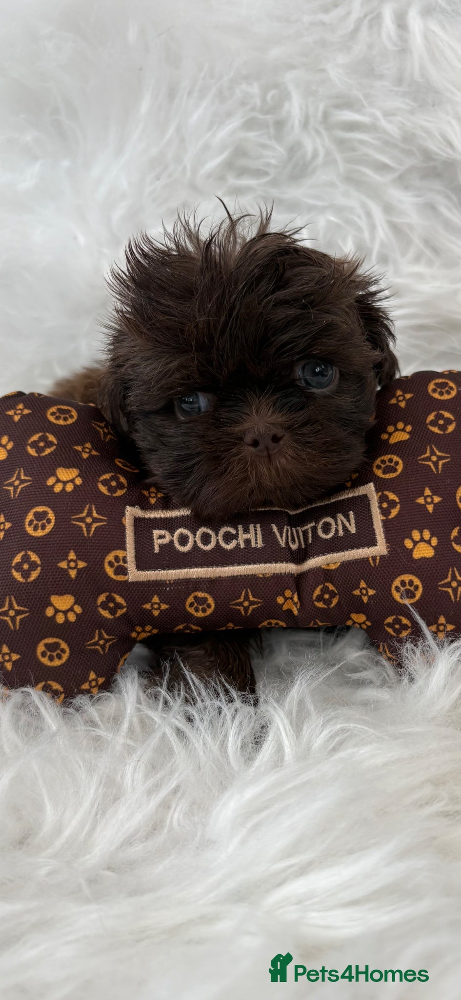 Shih Tzu dogs READY Choc M & Black F KC Health Tested Tiny Lines - Advert 1