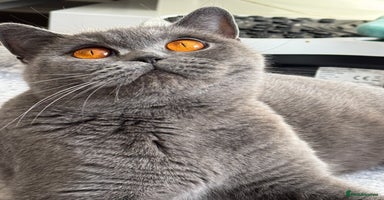 British Shorthair cats - Advert 10