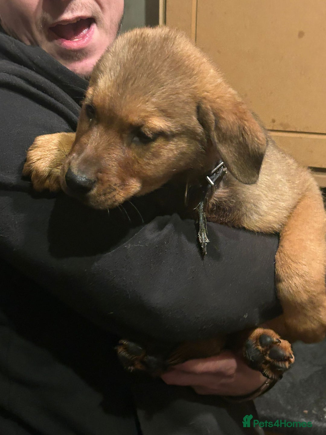 Mixed Breed dogs for sale: Masakiweiler pups - Advert 5