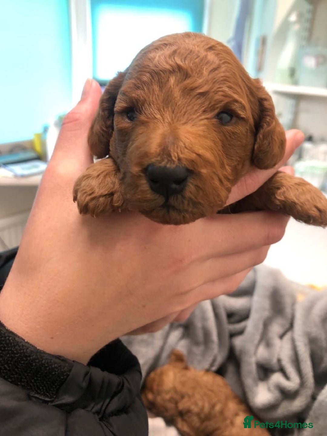 Cockapoo dogs for sale: 2 beautiful cockapoos for sale  in Scarborough - Image 4