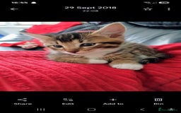 Mixed Breed cats for sale: LEO 7 YEAR OLD MALE - Image 5