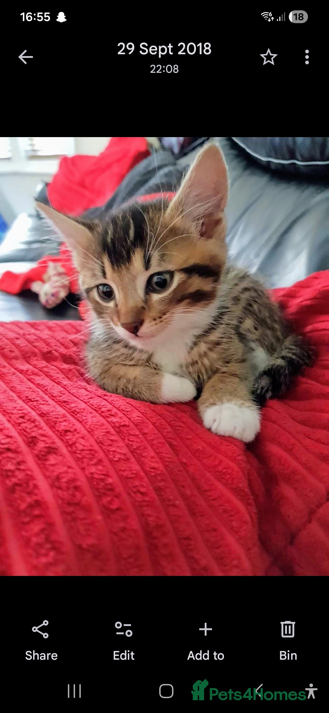 Mixed Breed cats for sale: LEO 7 YEAR OLD MALE - Image 5