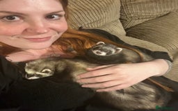 Ferret rodents for sale: 2 Bonded male ferrets, cage and full set up - Image 6