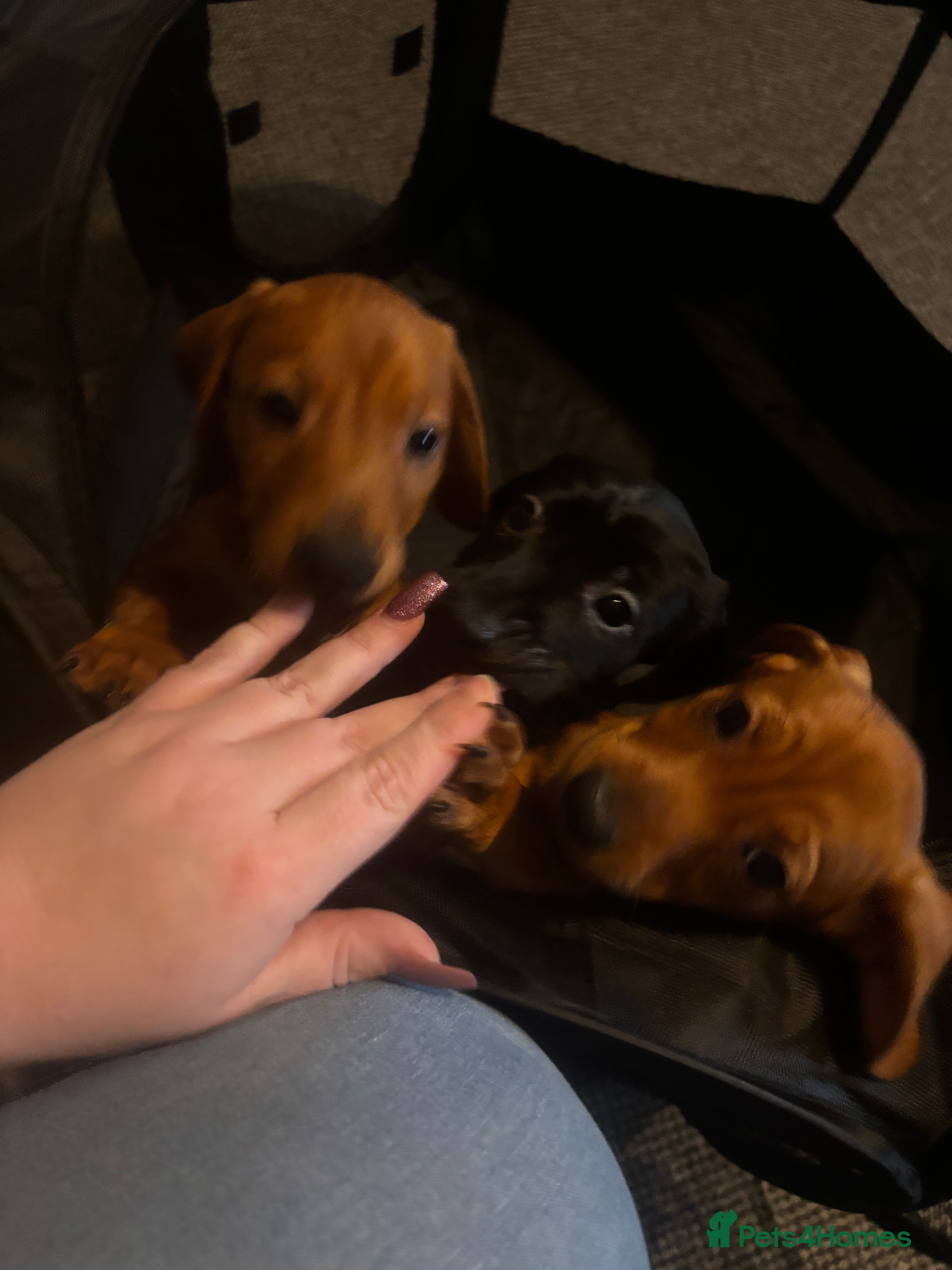 Mixed Breed dogs READY NOW Springer bagal dashound - Advert 6