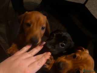 Mixed Breed dogs REDUCED GOR LOVING HOMES Springer bagal dashound - Advert 18