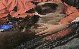 Ragdoll cats for sale: 2 Ragdoll brothers £350 each or £500 pair - Advert 2