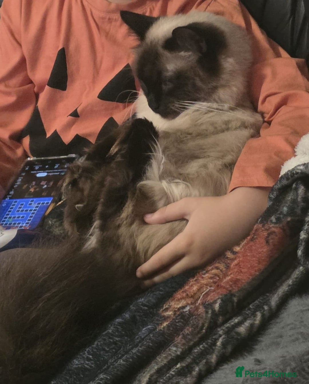 Ragdoll cats for sale: 2 Ragdoll brothers £350 each or £500 pair - Advert 2