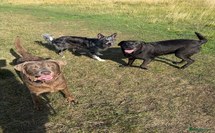 Labrador Retriever dogs - Advert 5
