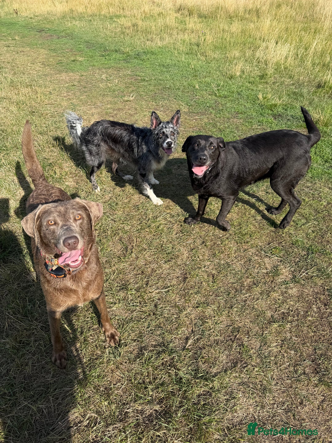 Labrador Retriever dogs for sale: 2 Labrador Ladies!  - Image 1