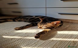 Bengal cats for sale: Male Bengal For Sale - Image 3