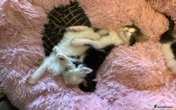 British Shorthair cats for sale: Ready for a loving home now  - Image 7