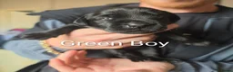Labrador Retriever dogs for sale: Gorgeous pups available - Advert 6