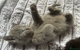British Shorthair cats for sale: 5 British shorthair kittens  - Image 3