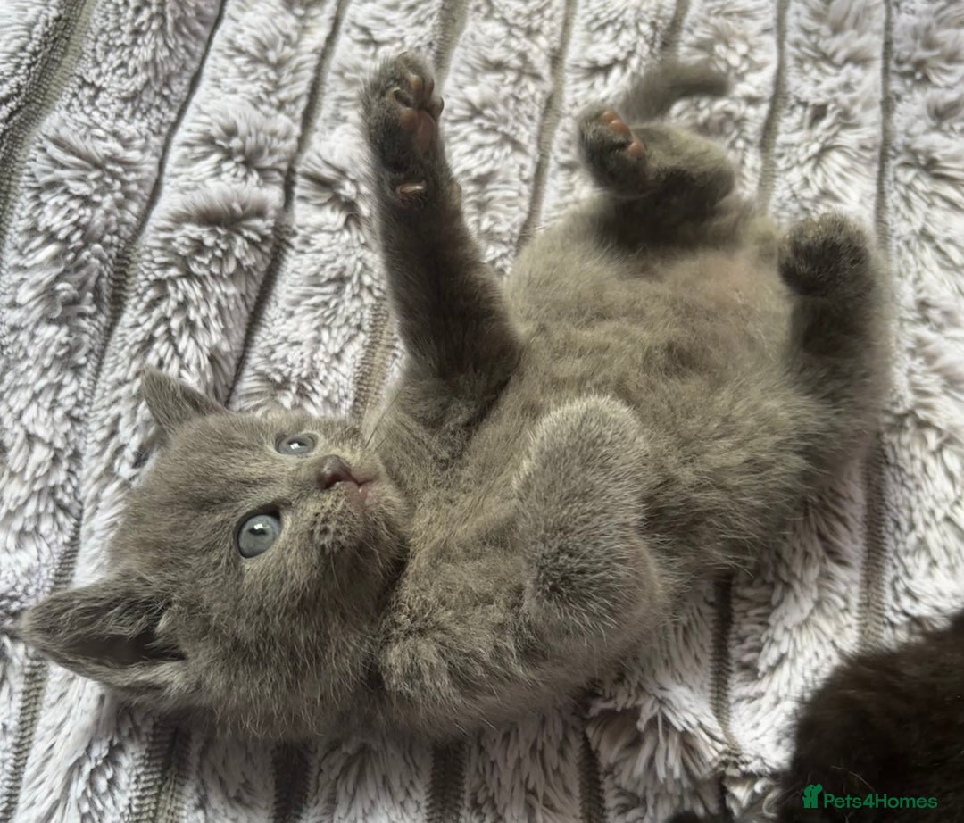 British Shorthair cats for sale: 5 British shorthair kittens  - Image 3