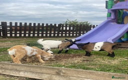 Goats livestock for sale: Adorable Baby Pygmy Goats for sale  - Image 6