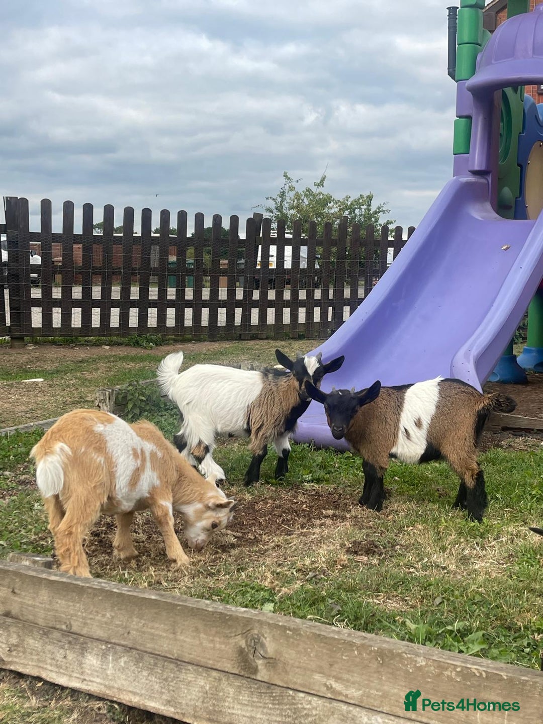 Goats livestock for sale: Adorable Baby Pygmy Goats for sale  - Image 6