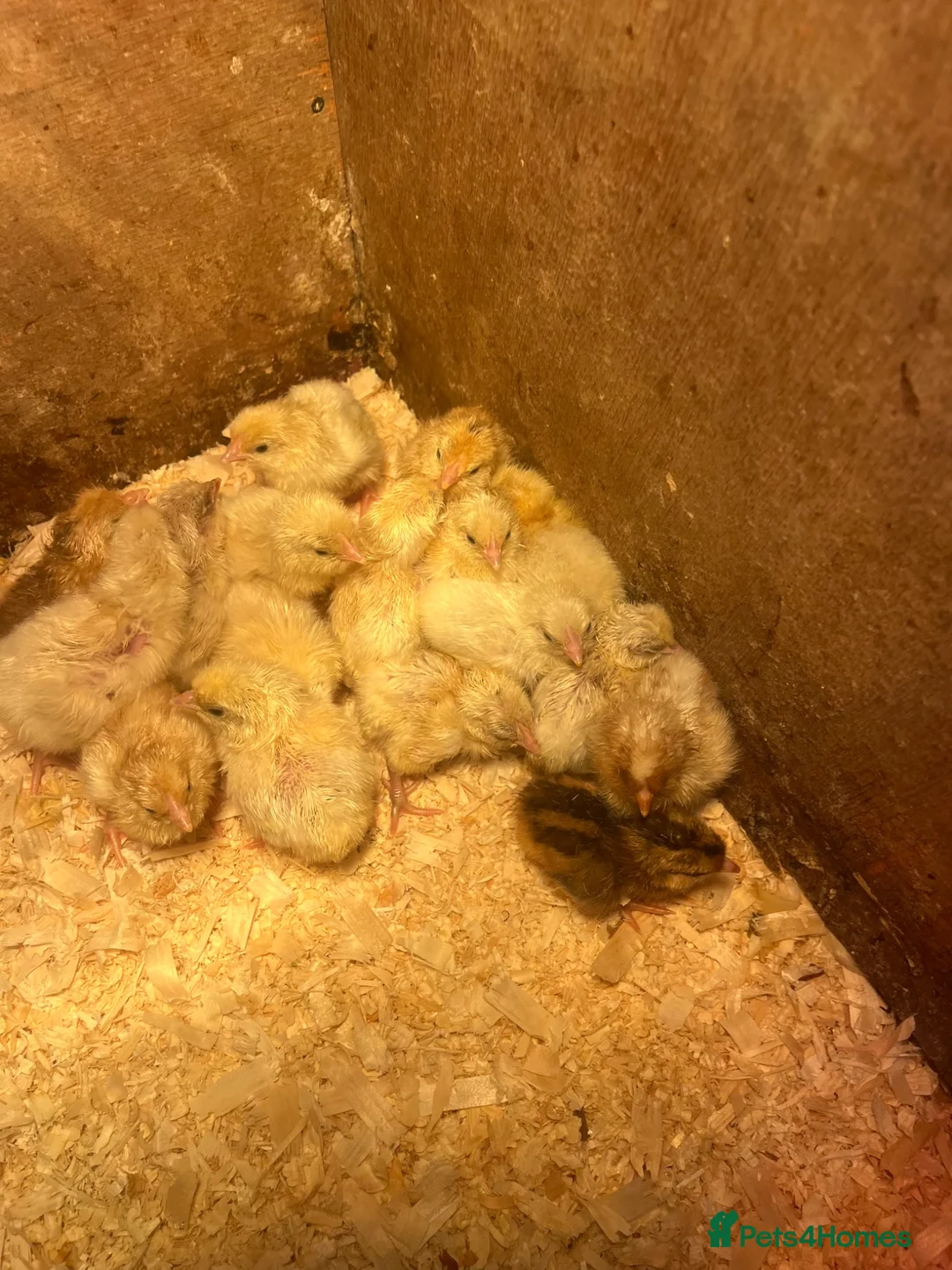 Chickens poultry for sale: Mixed large foul chickens  - Advert 3