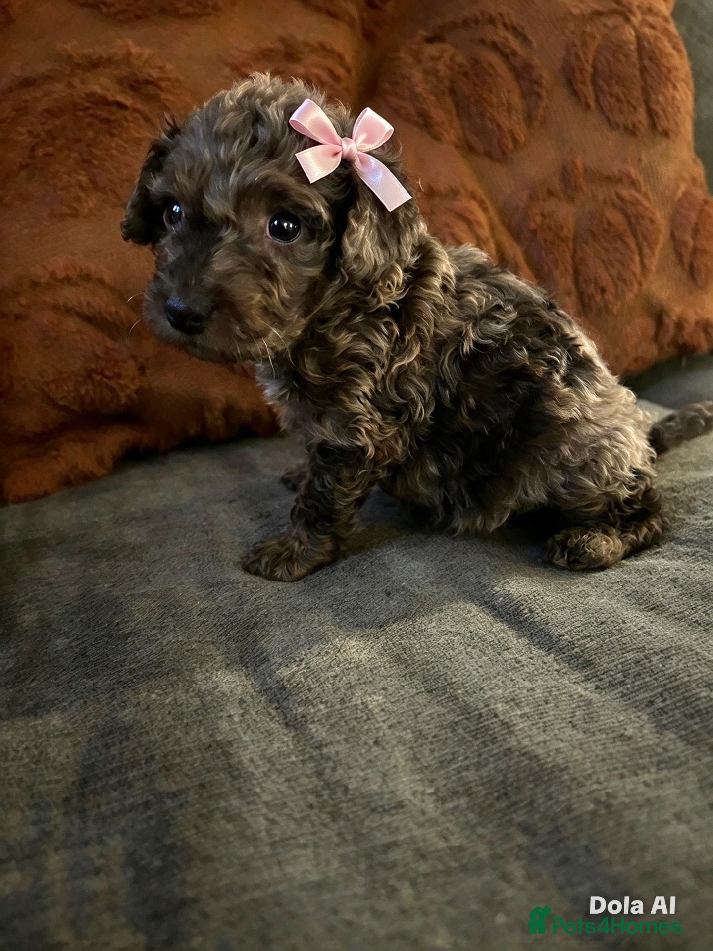 Cockapoo dogs F1b Toy cockapoo , chocolate and chocolate Merle  - Advert 1