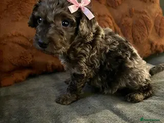 Cockapoo dogs F1b Toy cockapoo , chocolate and chocolate Merle - Advert 1