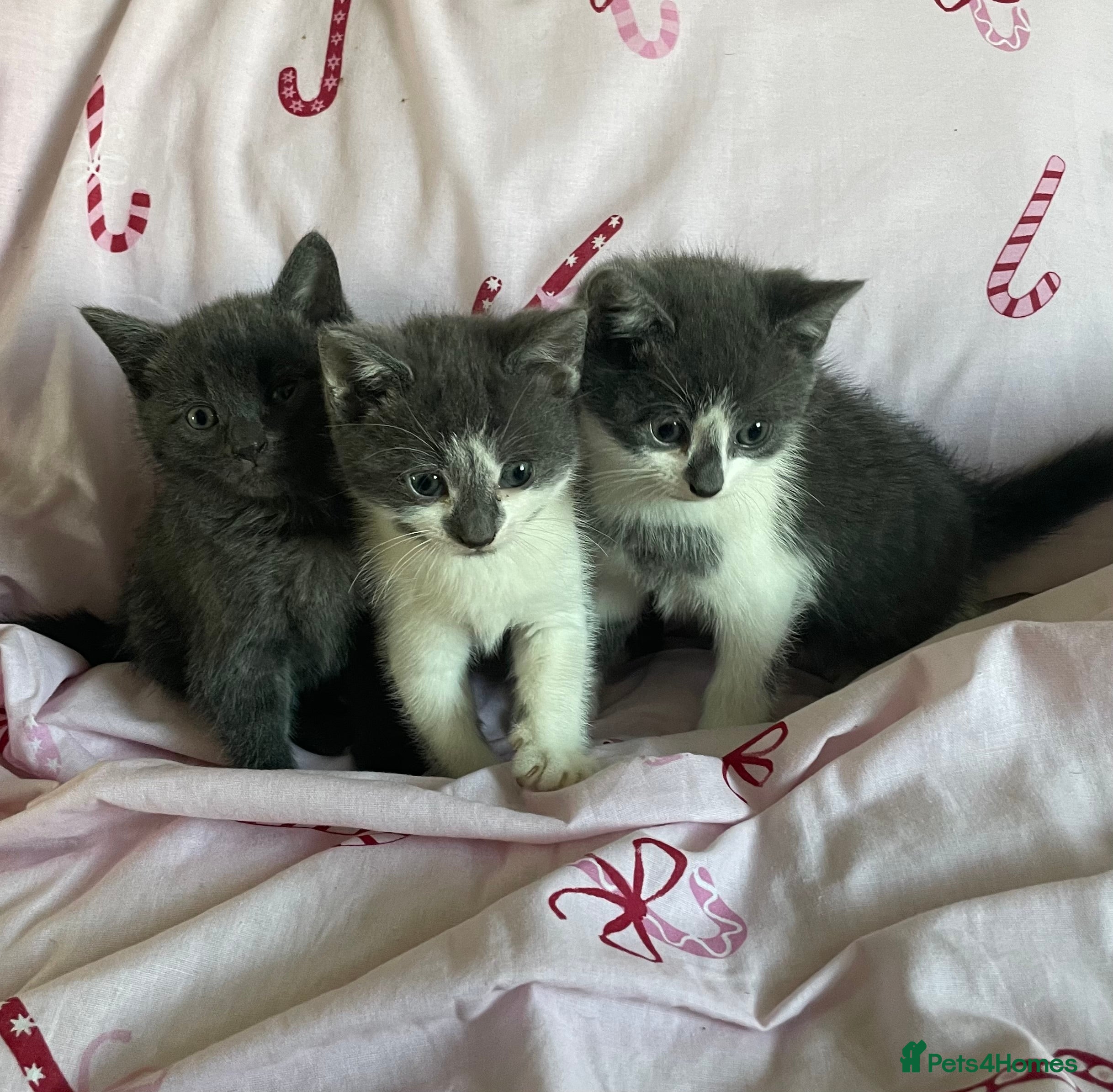 Mixed Breed cats Fluffy grey kittens 🐾 3 males available  - Advert 1