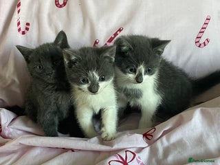 Mixed Breed cats Fluffy grey kittens 🐾 3 males available - Advert 1