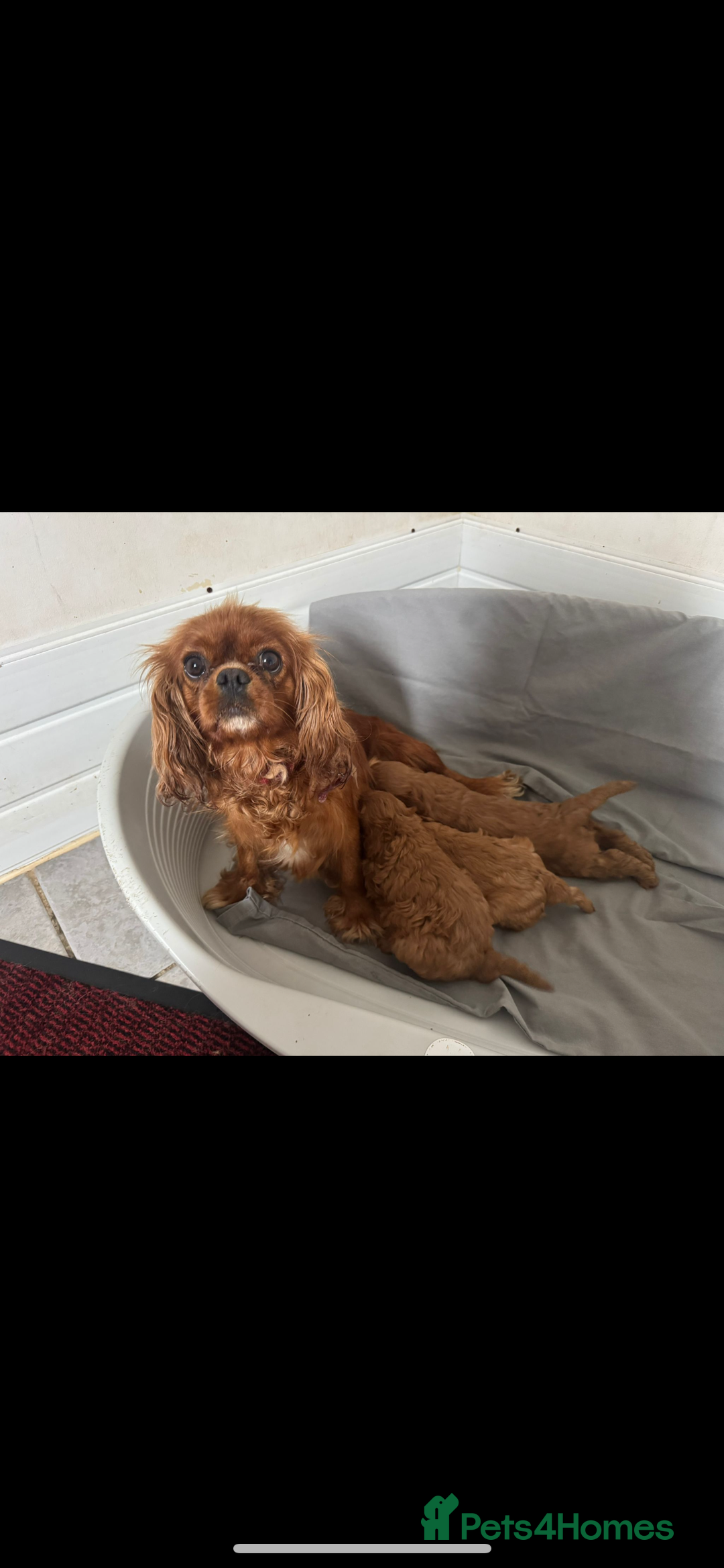 Cavapoo dogs for sale: Stunning health tested f1 Cavapoos ready now  - Image 12